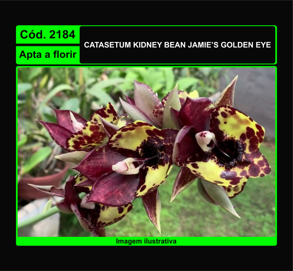 CATASETUM KIDNEY BEAN JAMIE S GOLDEN EYE 2184