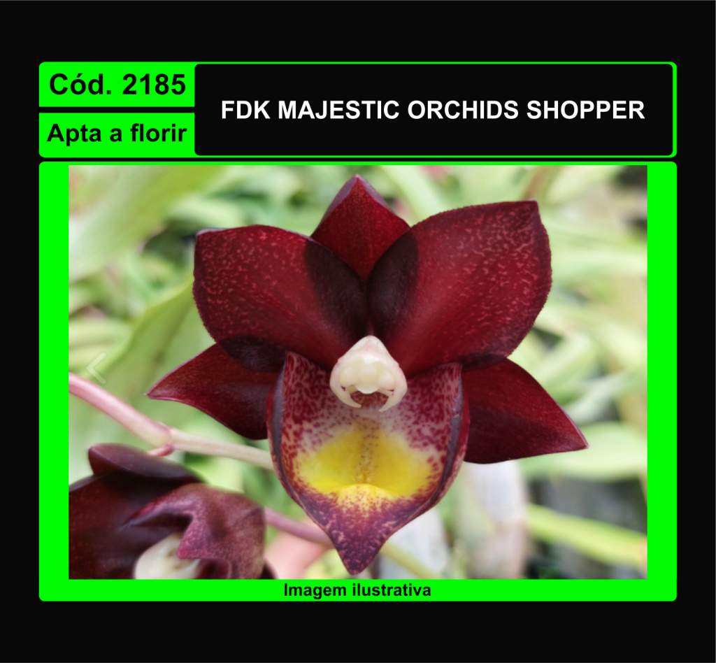 FDK MAJESTIC ORCHIDS SHOPPER 2185