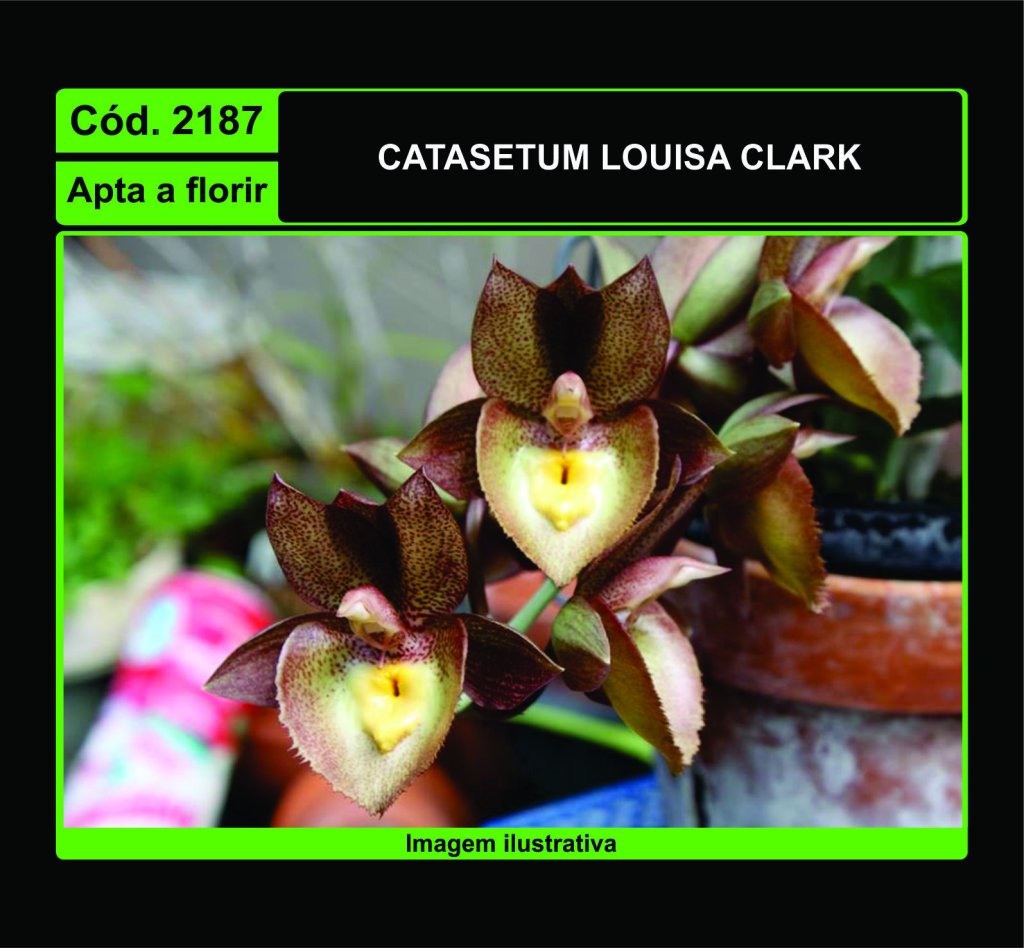 CATASETUM LOUISA CLARK 2187