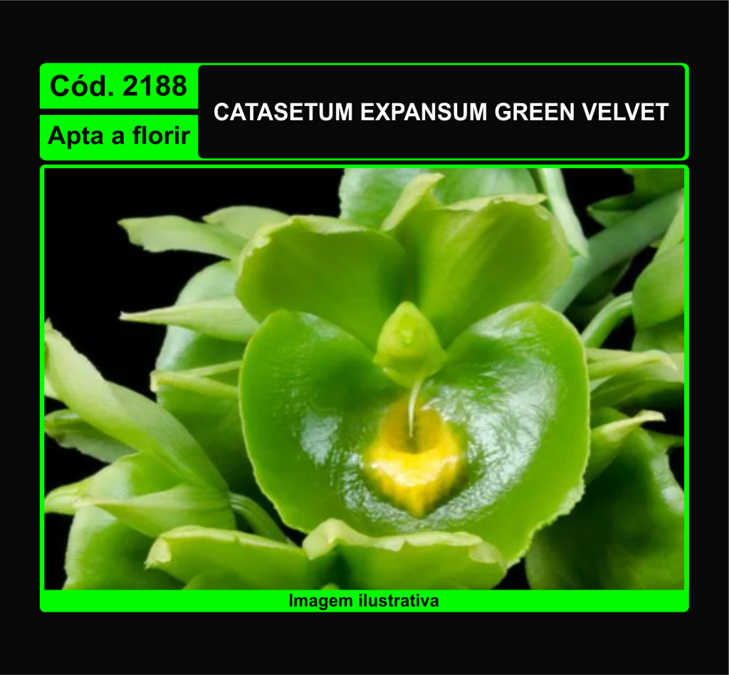 CATASETUM EXPANSUM GREEN VELVET 2188