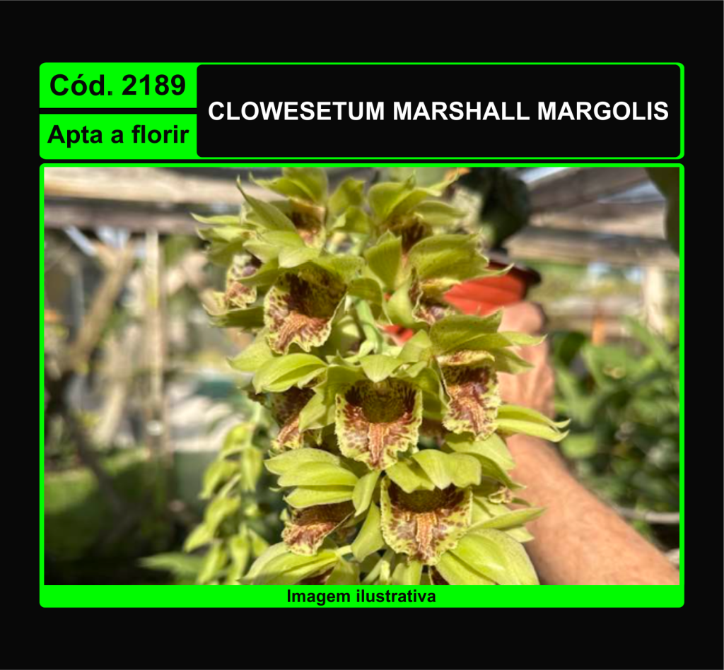 CLOWESETUM MARSHALL MARGOLIS 2189