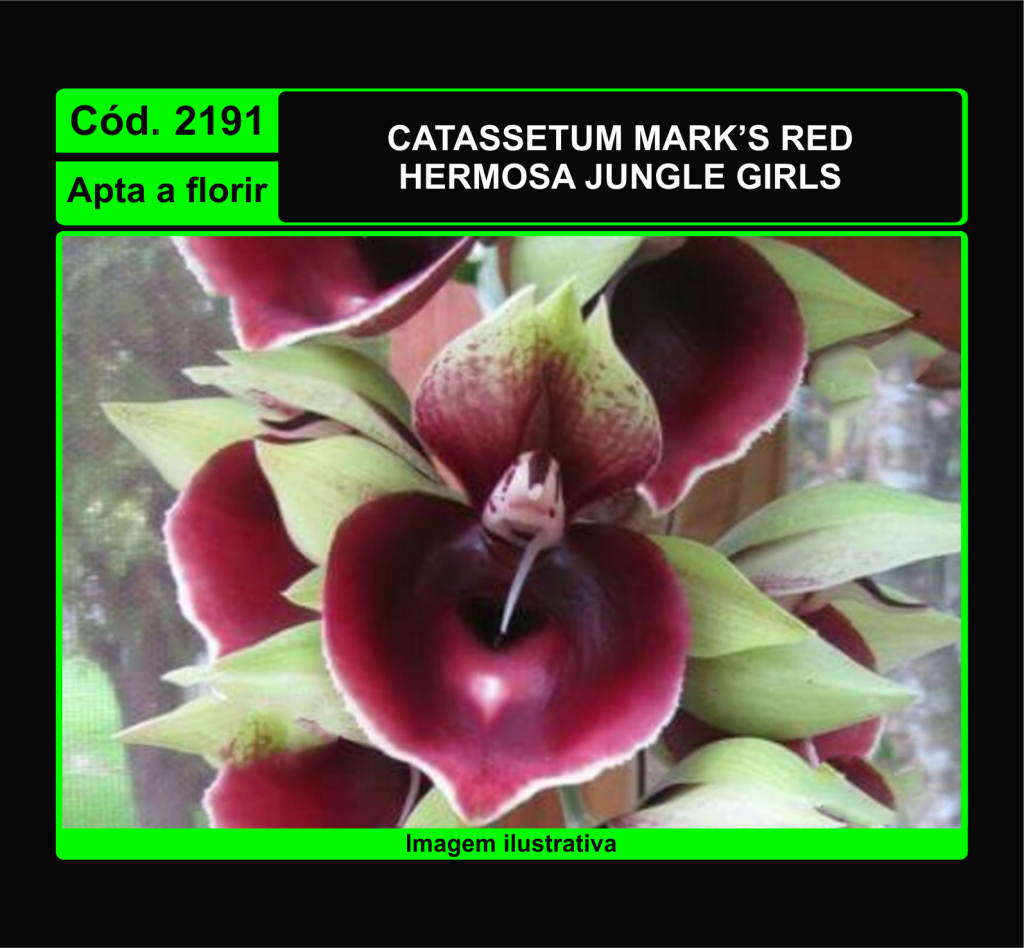 CATASETUM MARK S RED HERMOSA JUNGLE GIRLS 2191