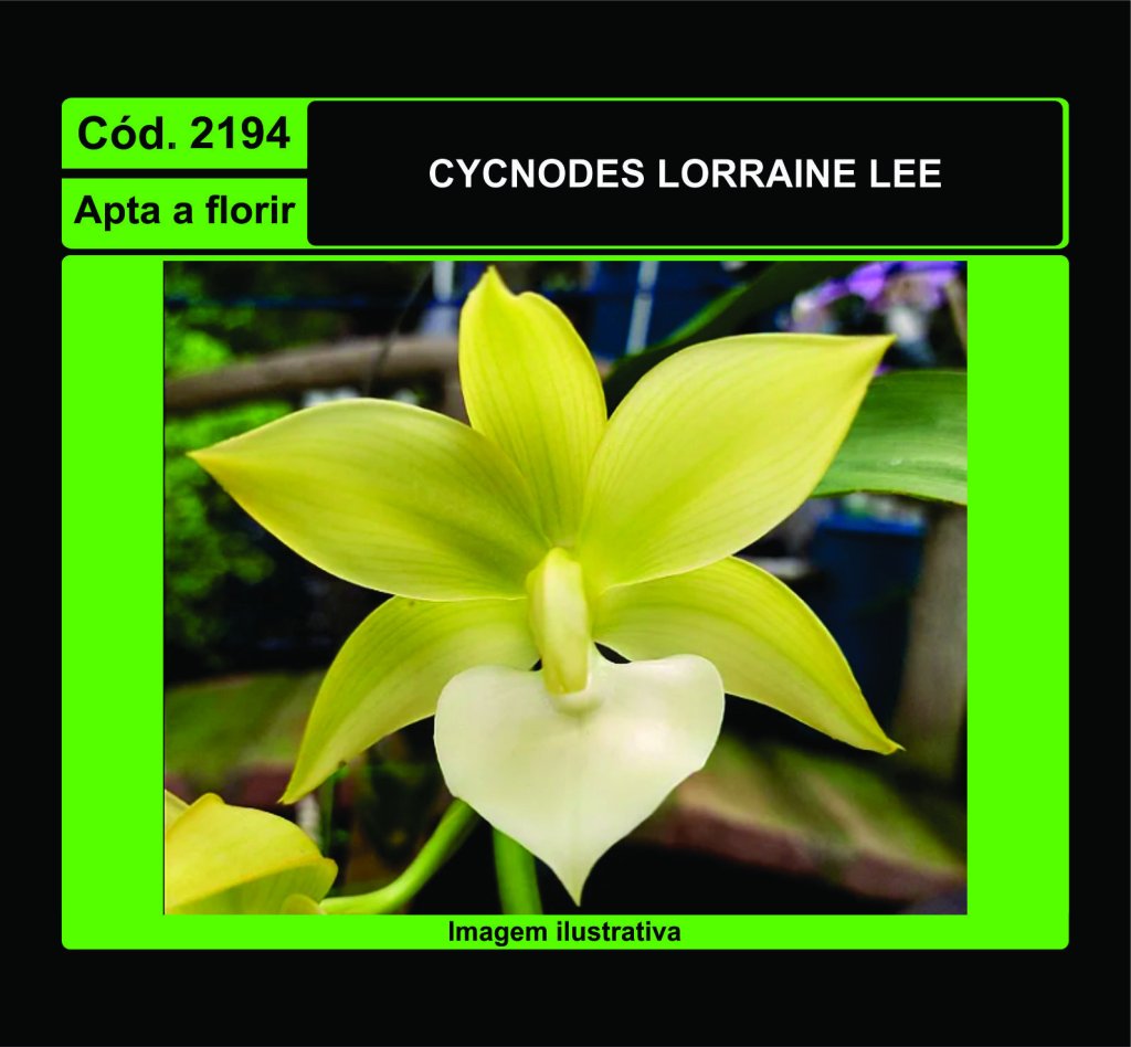 CYCNODES LORRAINE LEE 2194