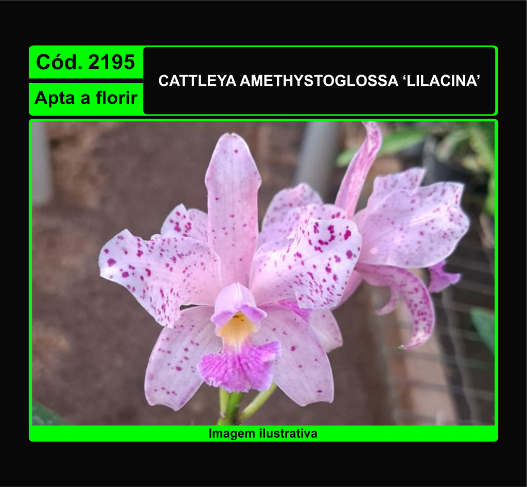 CATTLEYA AMETHYSTOGLOSSA LILACINA 2195