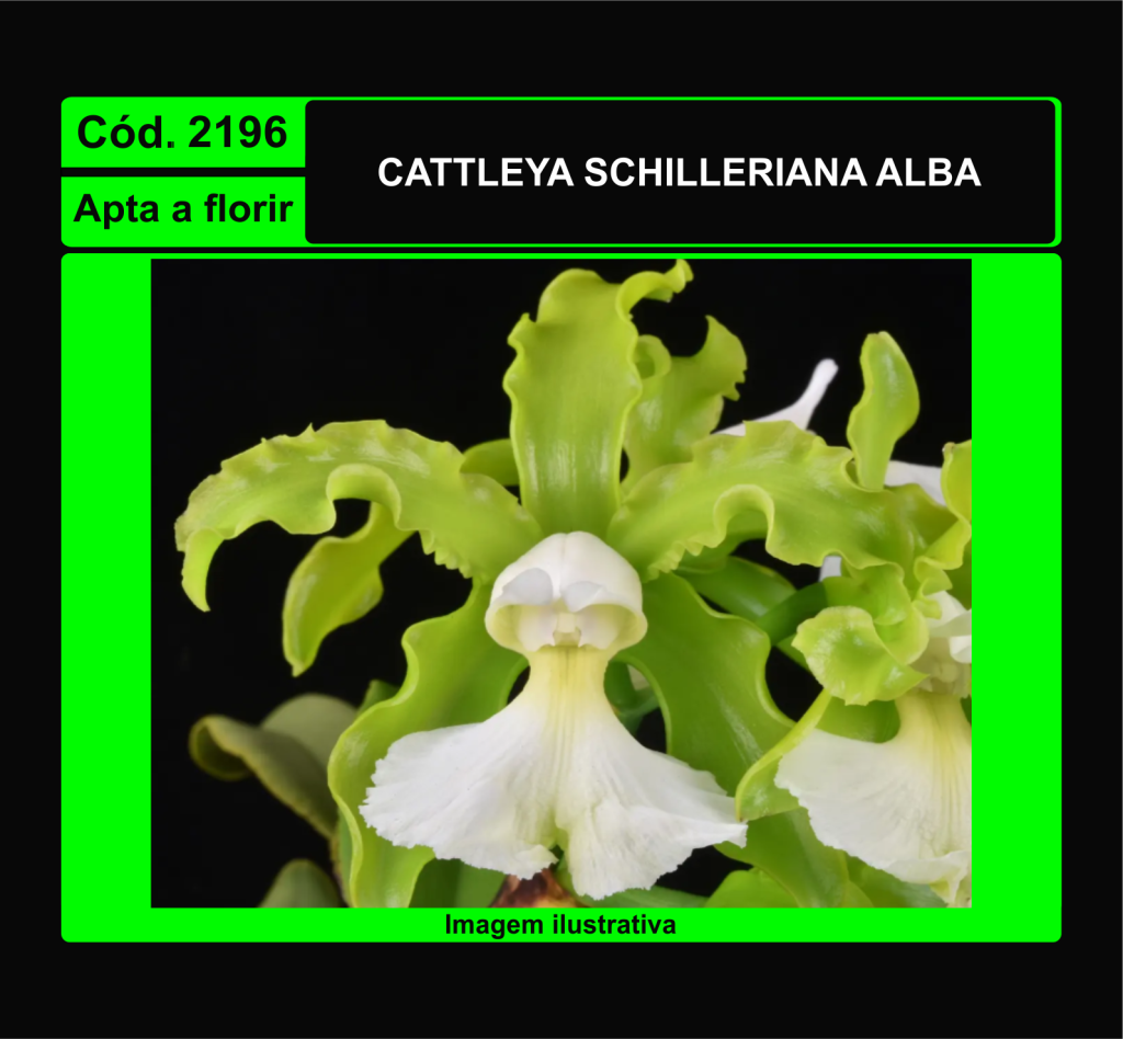 CATTLEYA SCHILLERIANA ALBA 2196