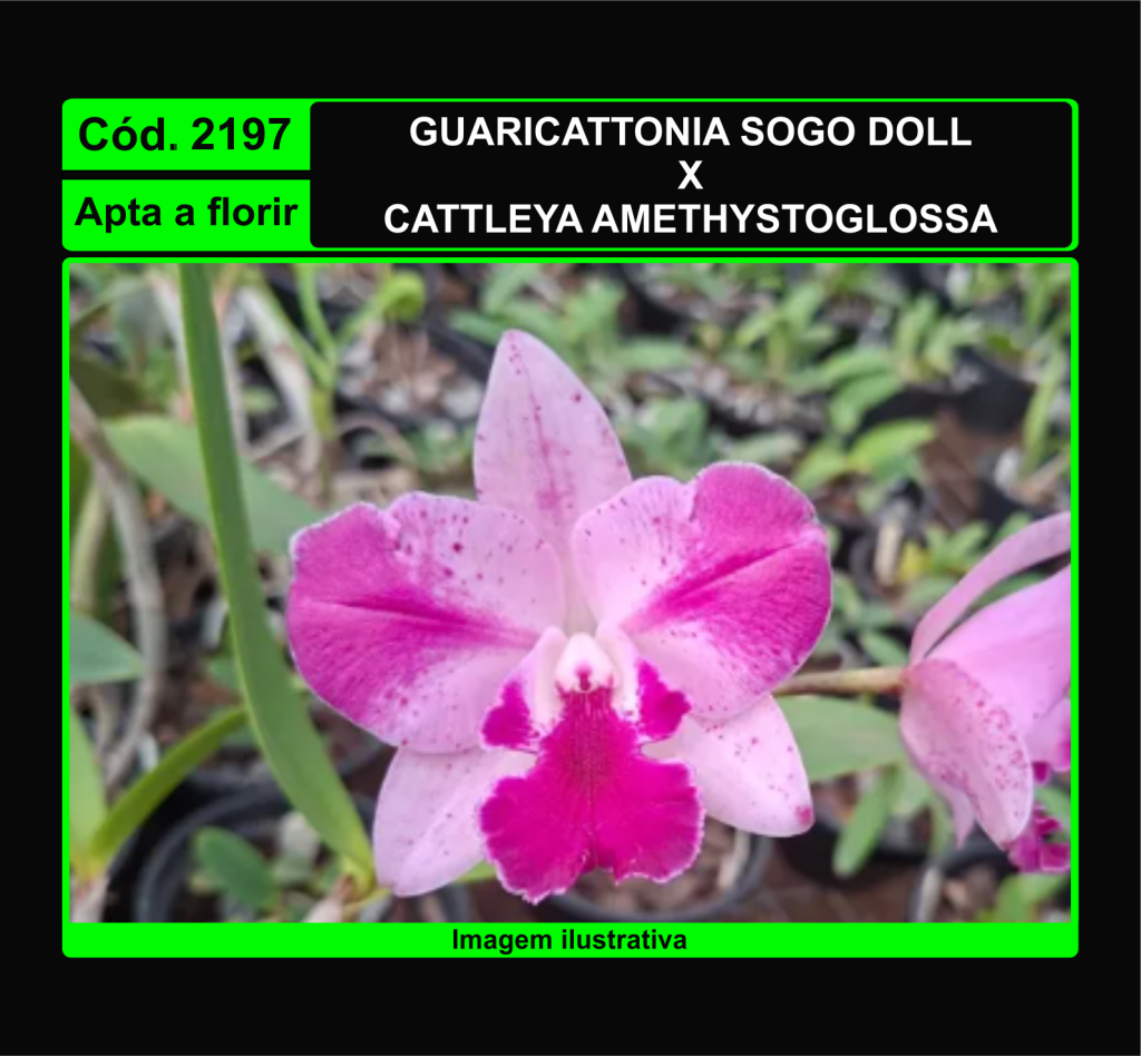GUARICATTONIA SOGO DOLL X C AMETHYSTOGLOSSA 2197