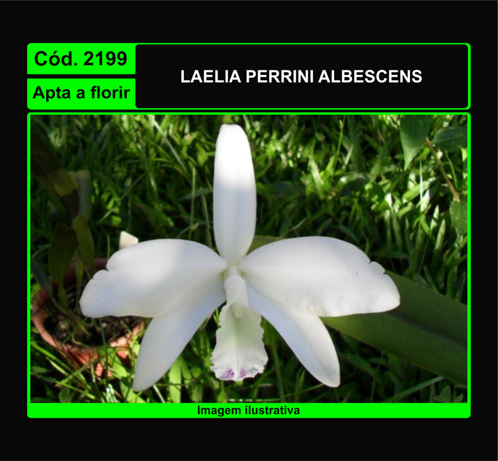 LAELIA PERRINI ALBESCENS 2199