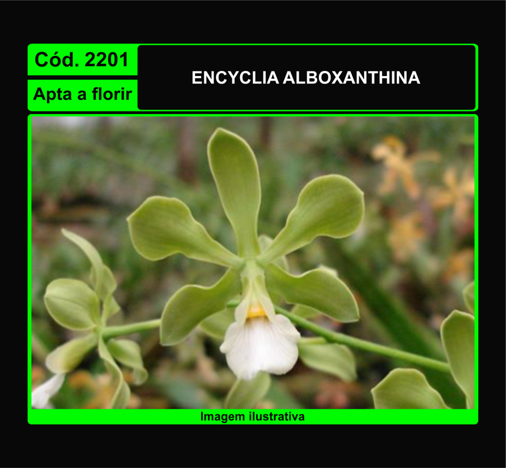 ENCYCLIA ALBOXANTHINA 2201