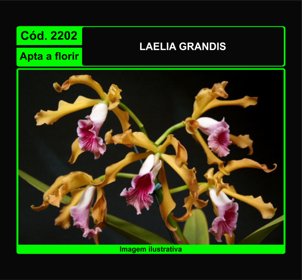LAELIA GRANDIS 2202