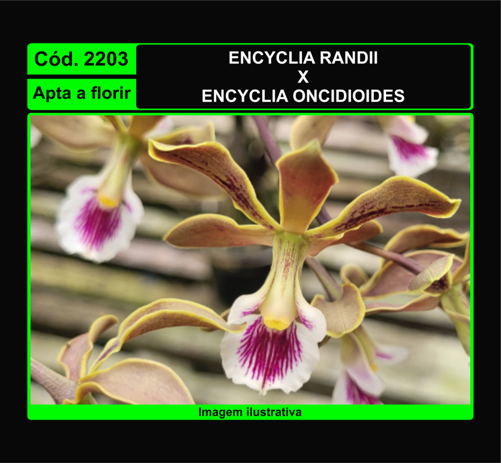 ENCYCLIA RANDII X ENCYCLIA ONCIDIOIDES 2203