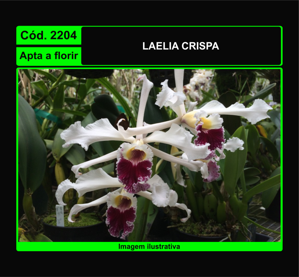 LAELIA CRISPA 2204
