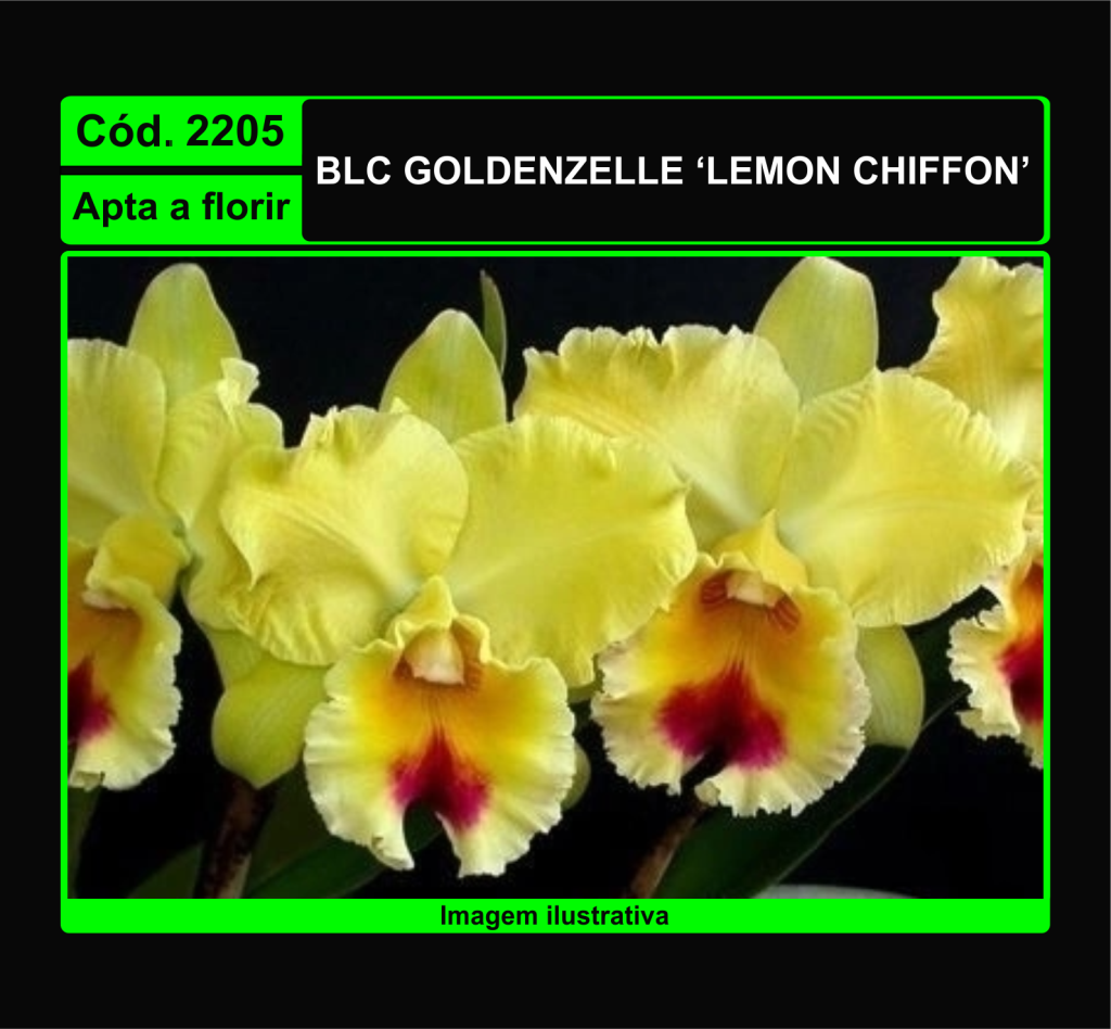 BLC GOLDENZELLE LEMON CHIFFON 2205
