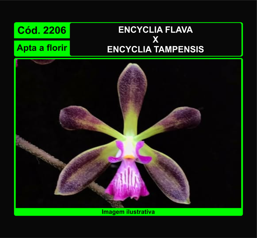 ENCYCLIA FLAVA X ENCYCLIA TAMPENSIS 2206