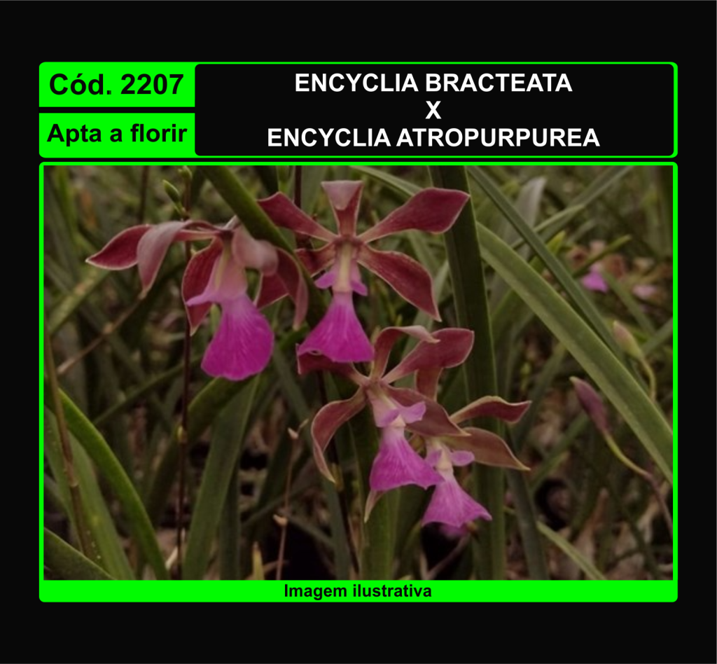 ENCYCLIA BRACTEATA X ENCYCLIA ATROPURPUREA 2207
