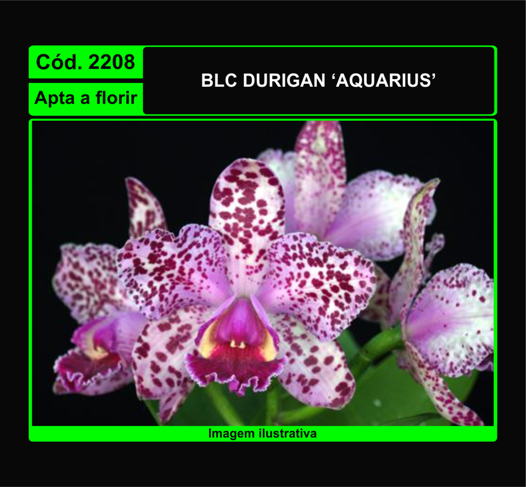 BLC DURIGAN AQUARIUS 2208