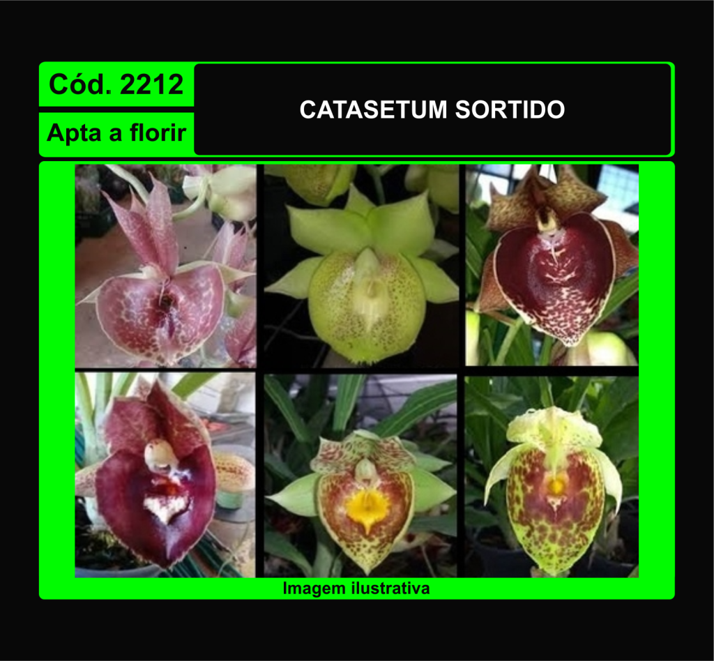 CATASETUM SORTIDO 2212