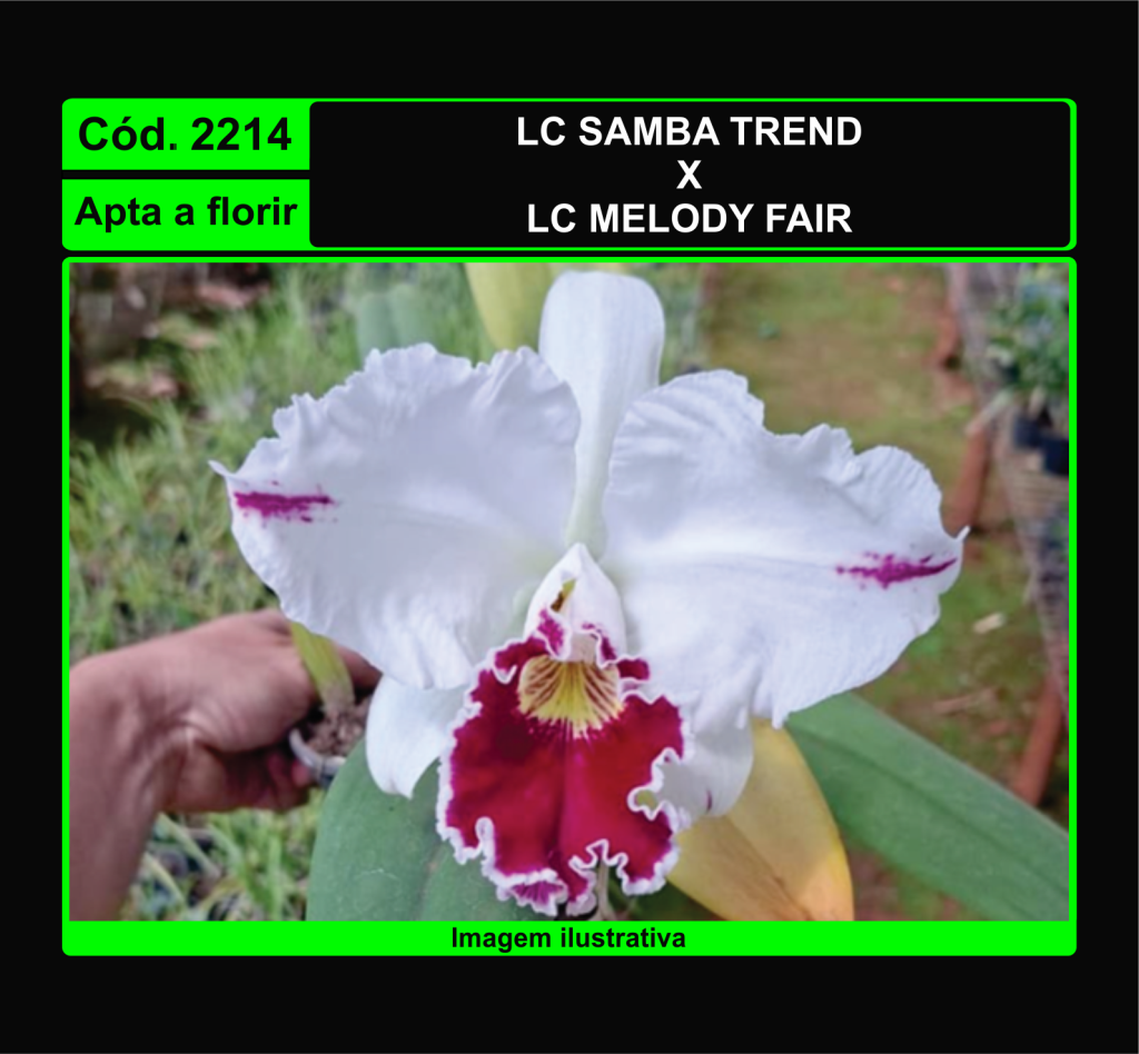 LC SAMBA TREND X LC MELODY FAIR 2214