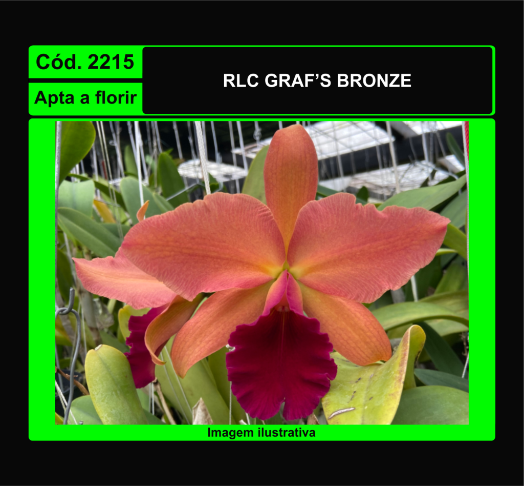 RLC GRAF S BRONZE 2215