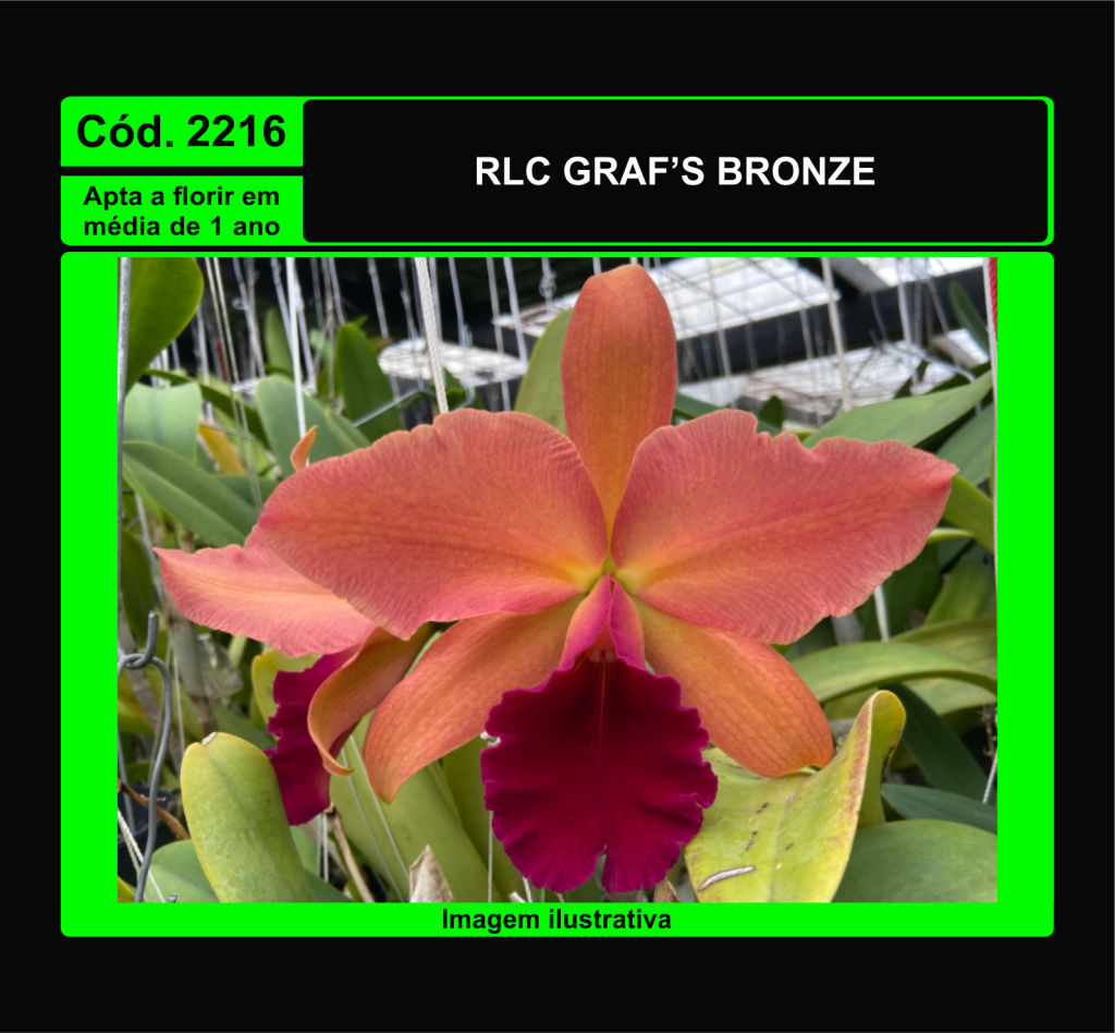 RLC GRAF S BRONZE PRÉ ADULTA 2216