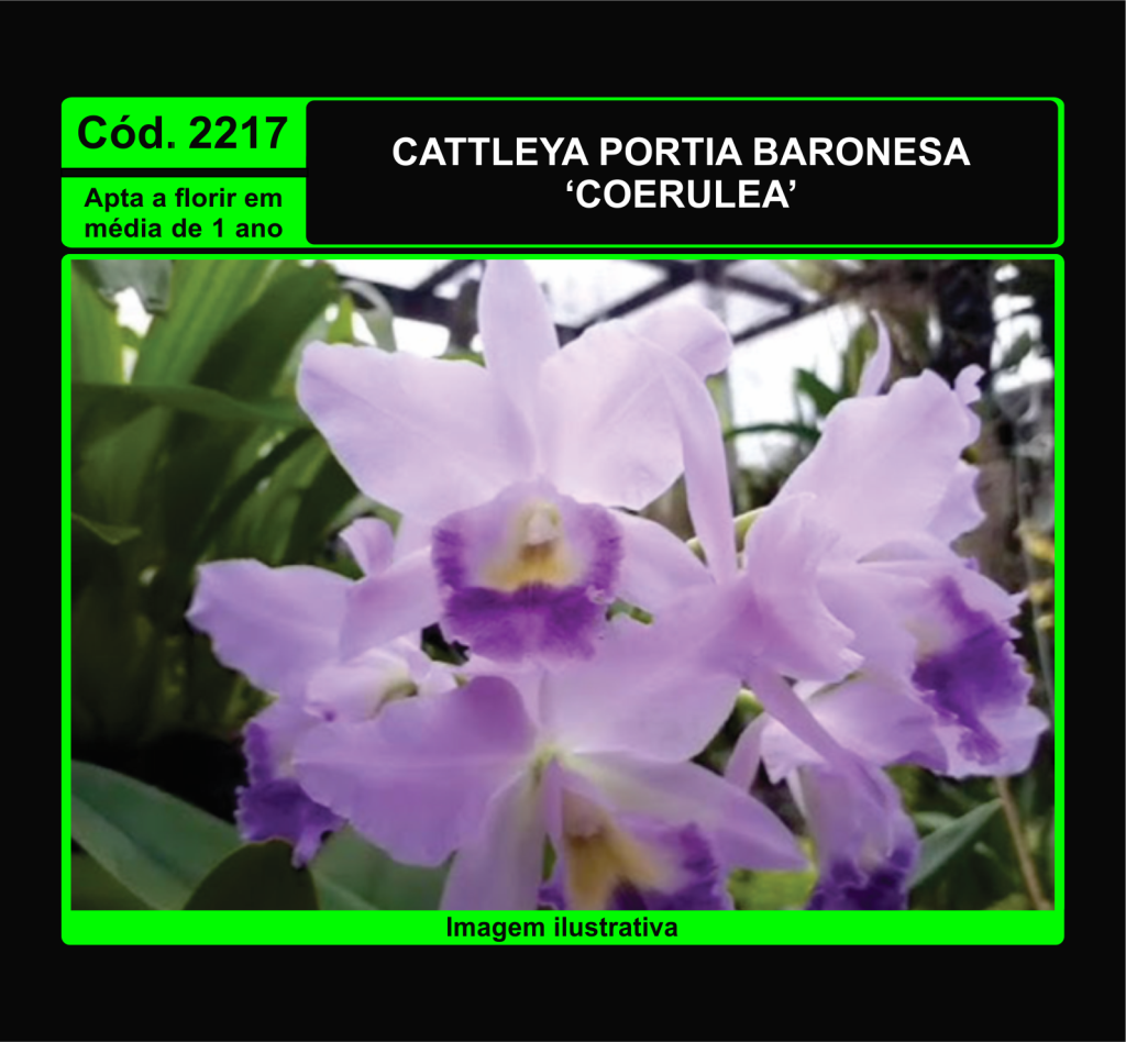 CATTLEYA PORTIA BARONESA COERULEA PRÉ ADULTA 2217