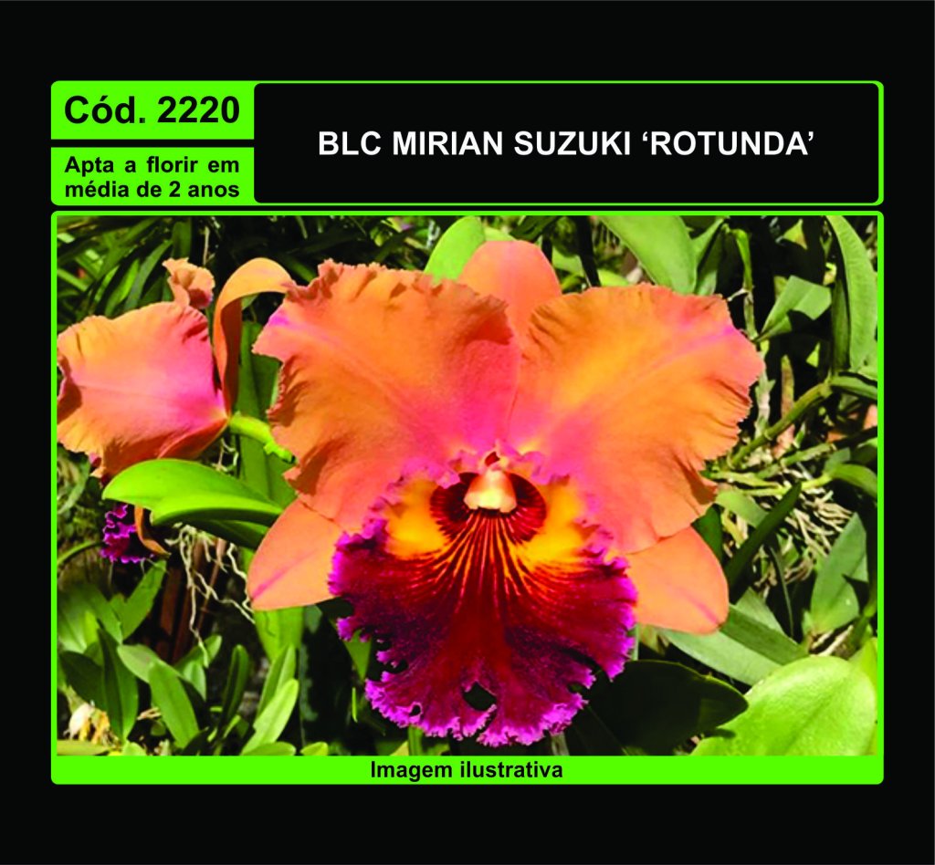 BLC MIRIAN SUZUKI ROTUNDA MUDA 2220