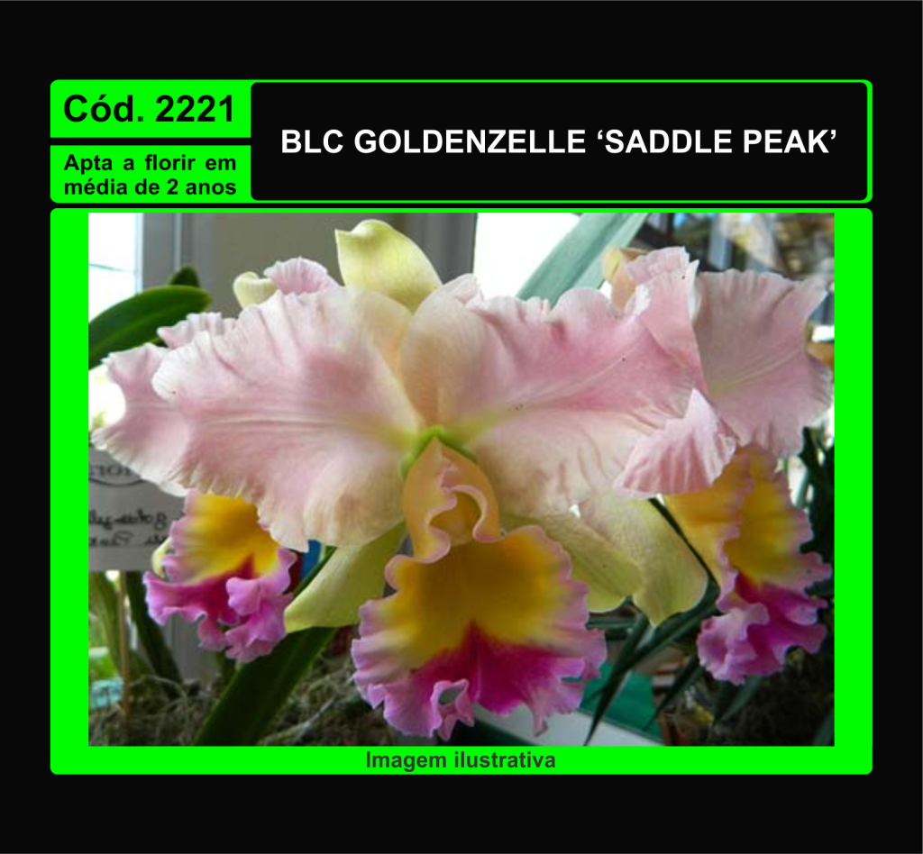 BLC GOLDENZELLE SADDLE PEAK MUDA 2221