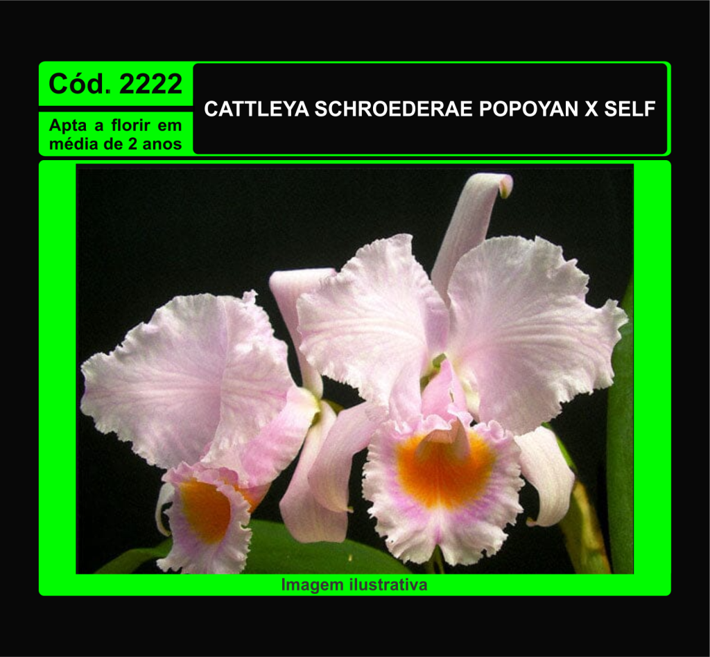 CATTLEYA SCHROEDERAE POPOYAN X SELF MUDA 2222