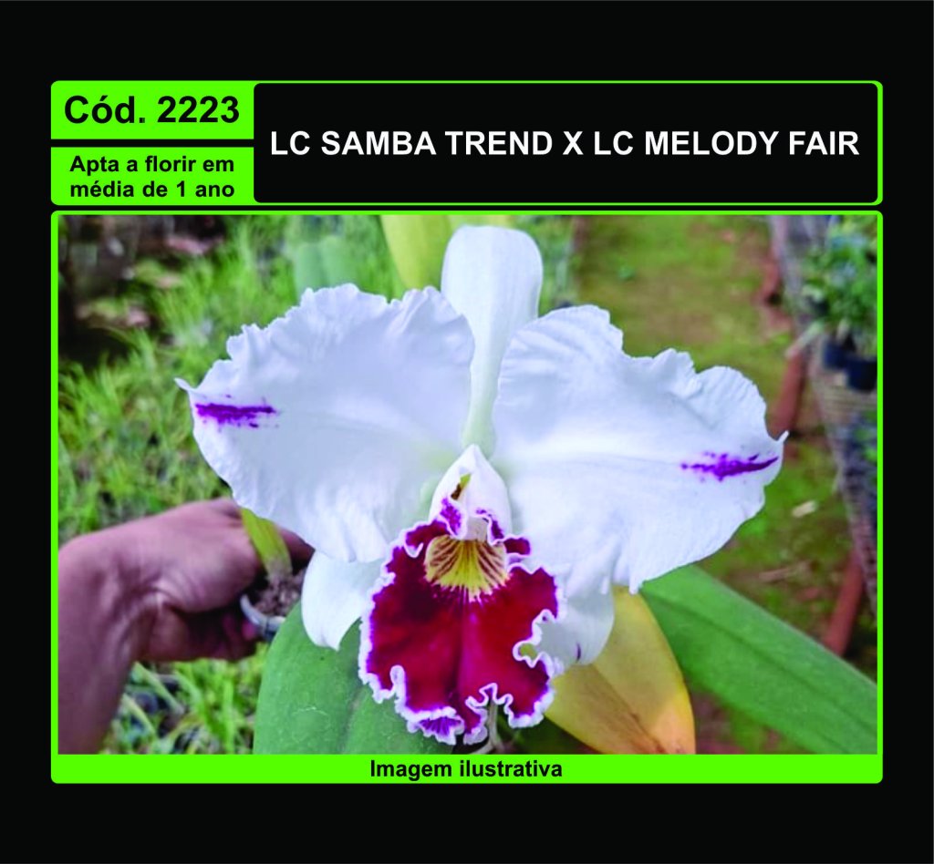 LC SAMBA TREND X LC MELODY FAIR PRÉ ADULTA 2223