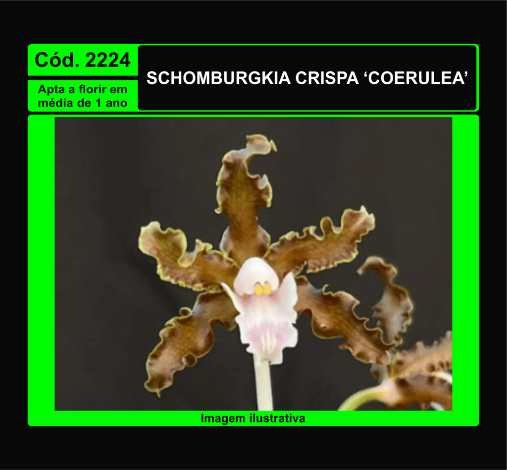 SCHOMBURGKIA CRISPA COERULEA PRÉ ADULTA 2224