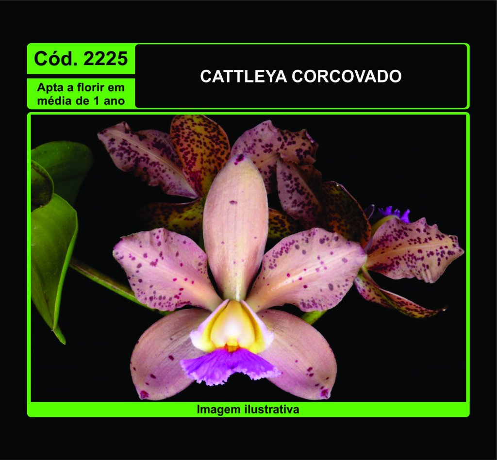 CATTLEYA CORCOVADO PRÉ ADULTA 2225