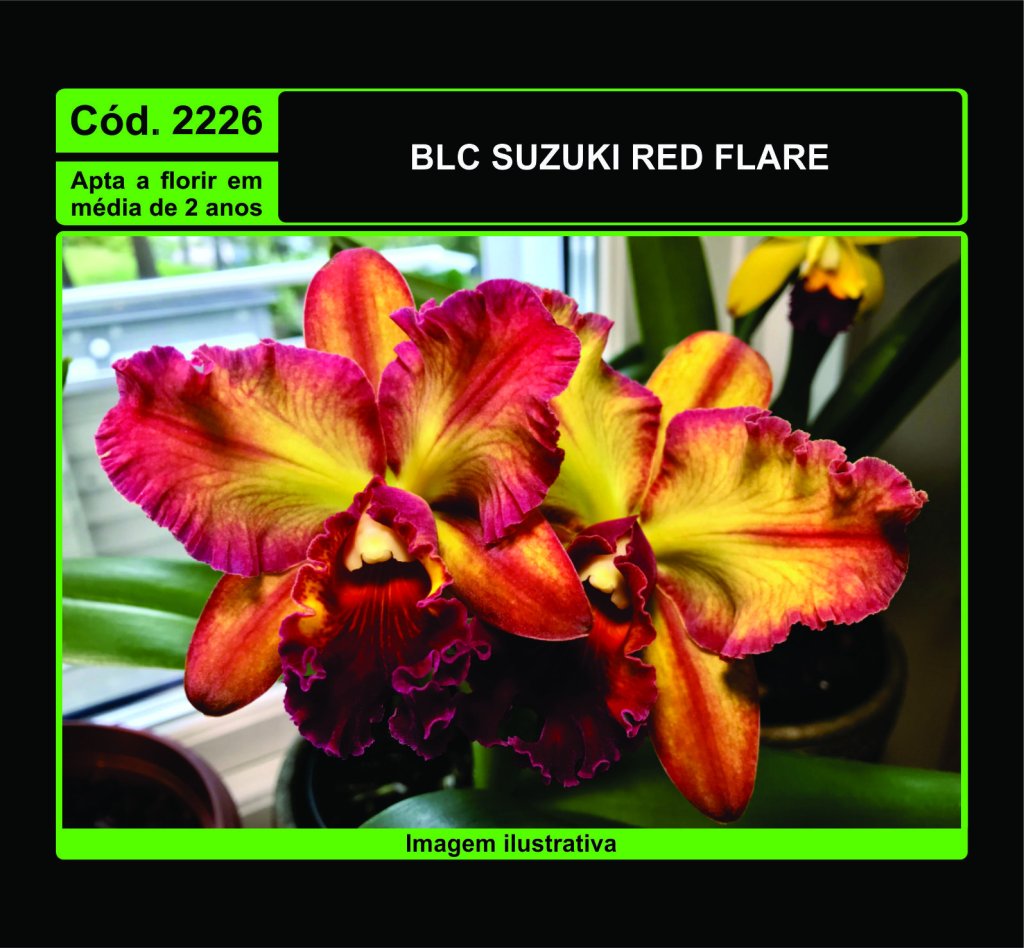 BLC SUZUKI RED FLARE MUDA 2226