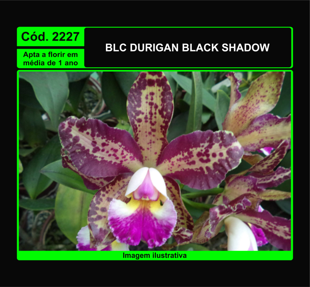 BLC DURIGAN BLACK SHADOW PRÉ ADULTA 2227