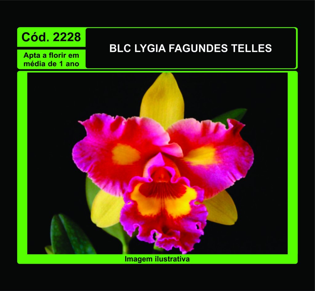 BLC LYGIA FAGUNDES TELLES PRÉ ADULTA 2228