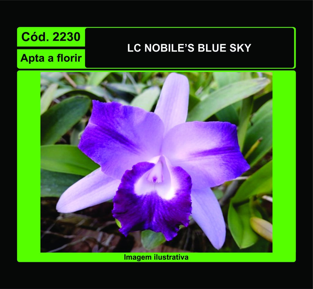 LC NOBILES BLUE SKY 2230