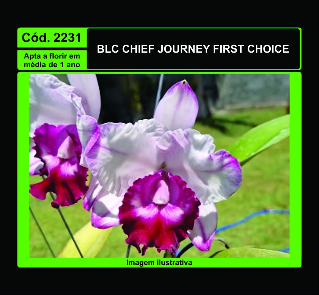 BLC CHIEF JOURNEY FIRST CHOICE PRÉ ADULTA 2231