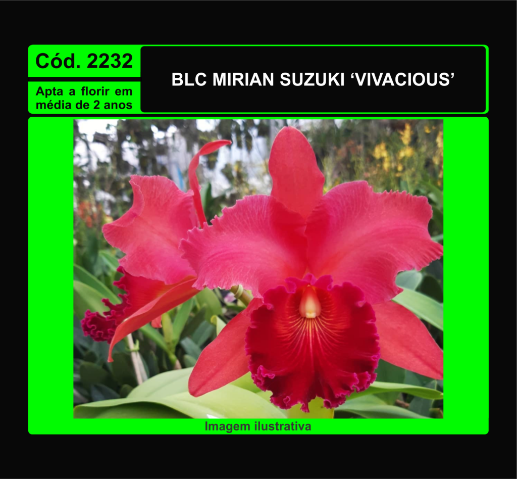 BLC MIRIAN SUZUKI VIVACIOUS MUDA 2232