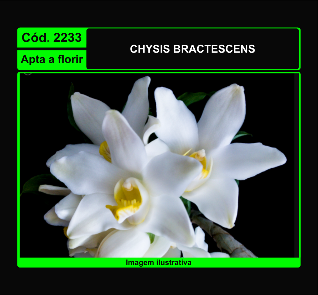 CHYSIS BRACTESCENS 2233