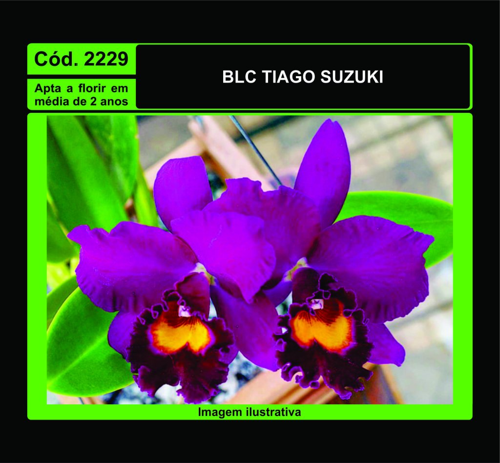 BLC TIAGO SUZUKI MUDA 2229