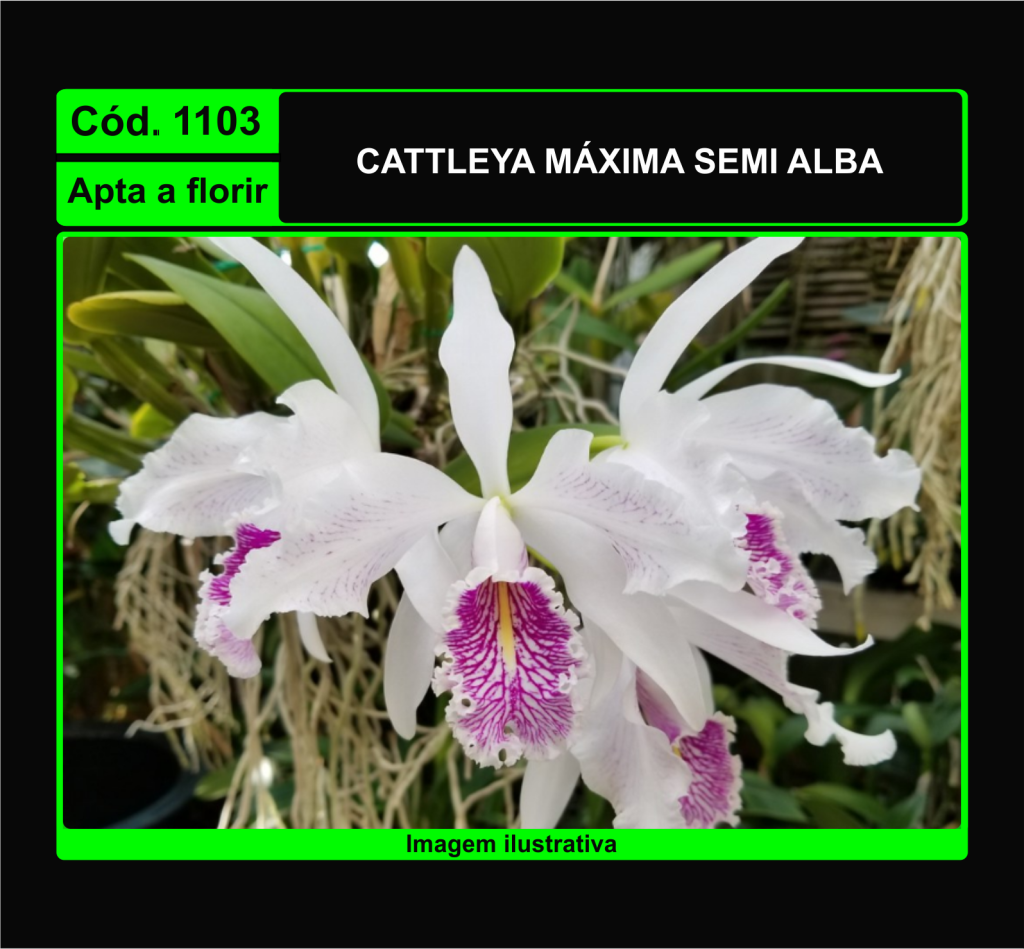 CATTLEYA MAXIMA S/A X SELF 1103