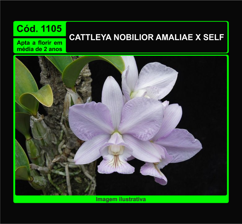 CATTLEYA NOBILIOR AMALIAE X SELF MUDA 1105