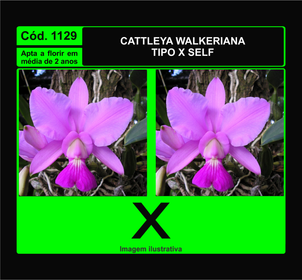 CATTLEYA WALKERIANA TP X SELF MUDA 1129