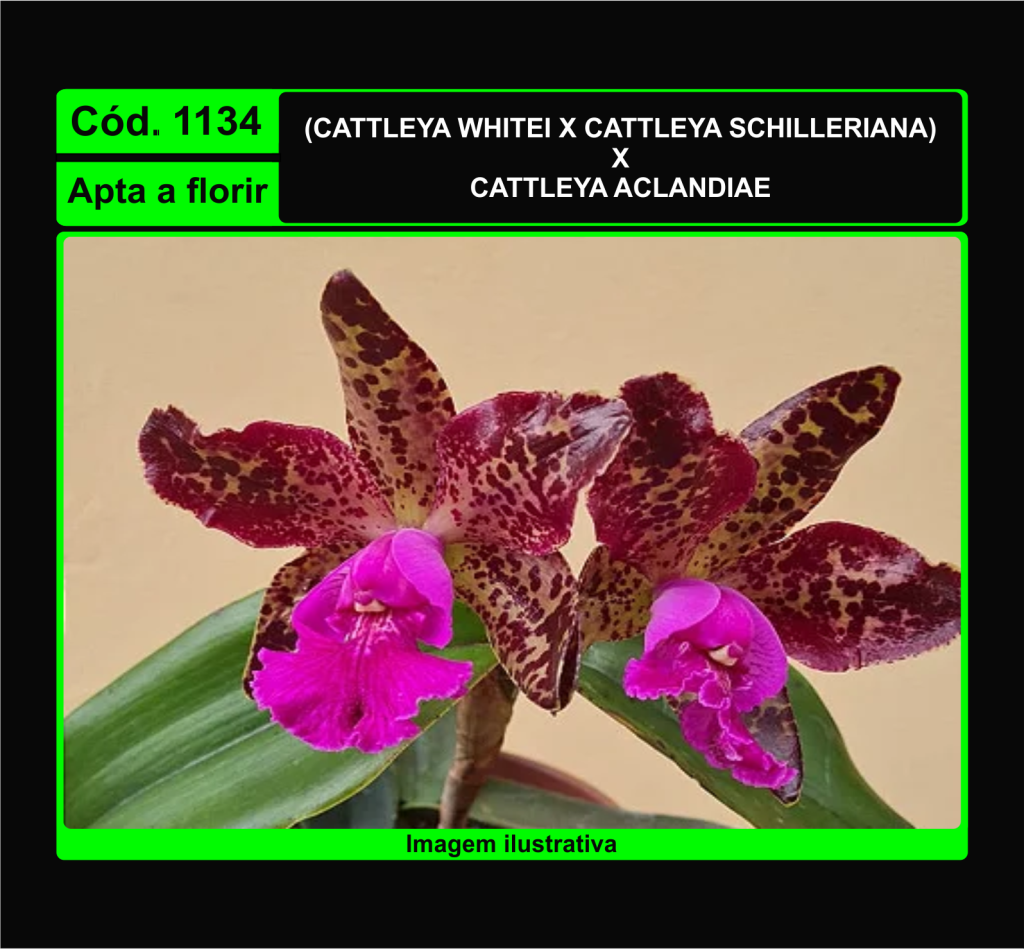 CATTLEYA WHITEI X SCHILLERIANA X ACLANDIAE 1134