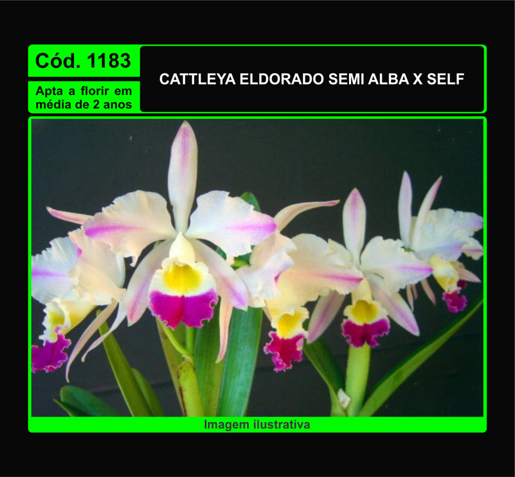 CATTLEYA ELDORADO S/A X SELF MUDA 1183