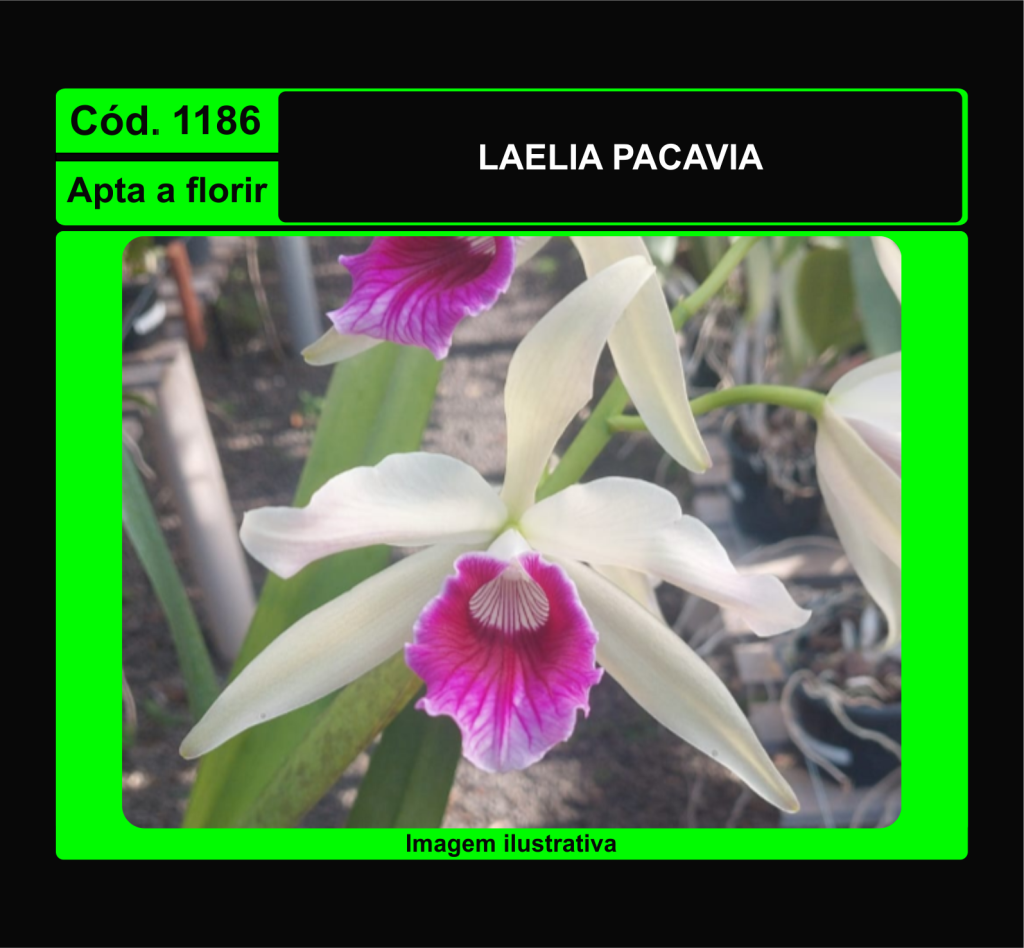LAELIA PACAVIA 1186