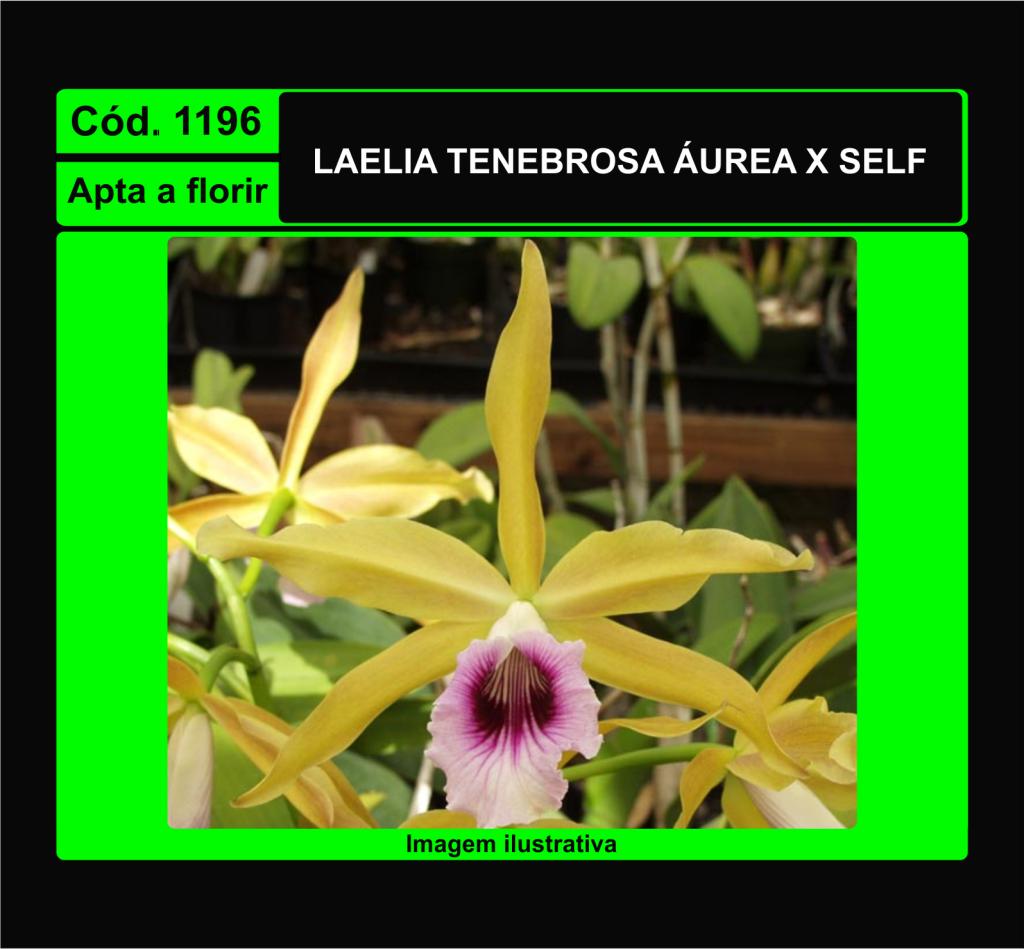 LAELIA TENEBROSA AUREA X SELF 1196
