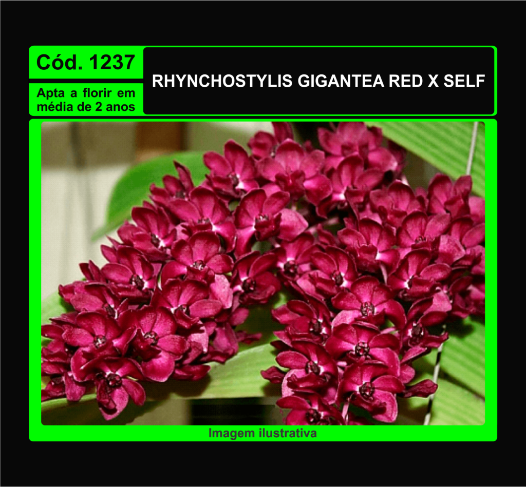 RHYNC GIGANTEA RED X SELF MUDA 1237