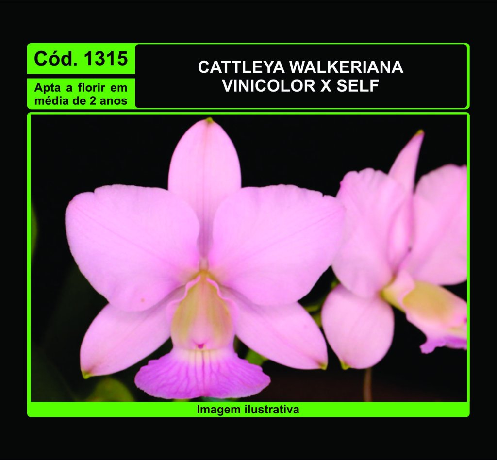 CATTLEYA WALKERIANA VINICOLOR X SELF MUDA 1315