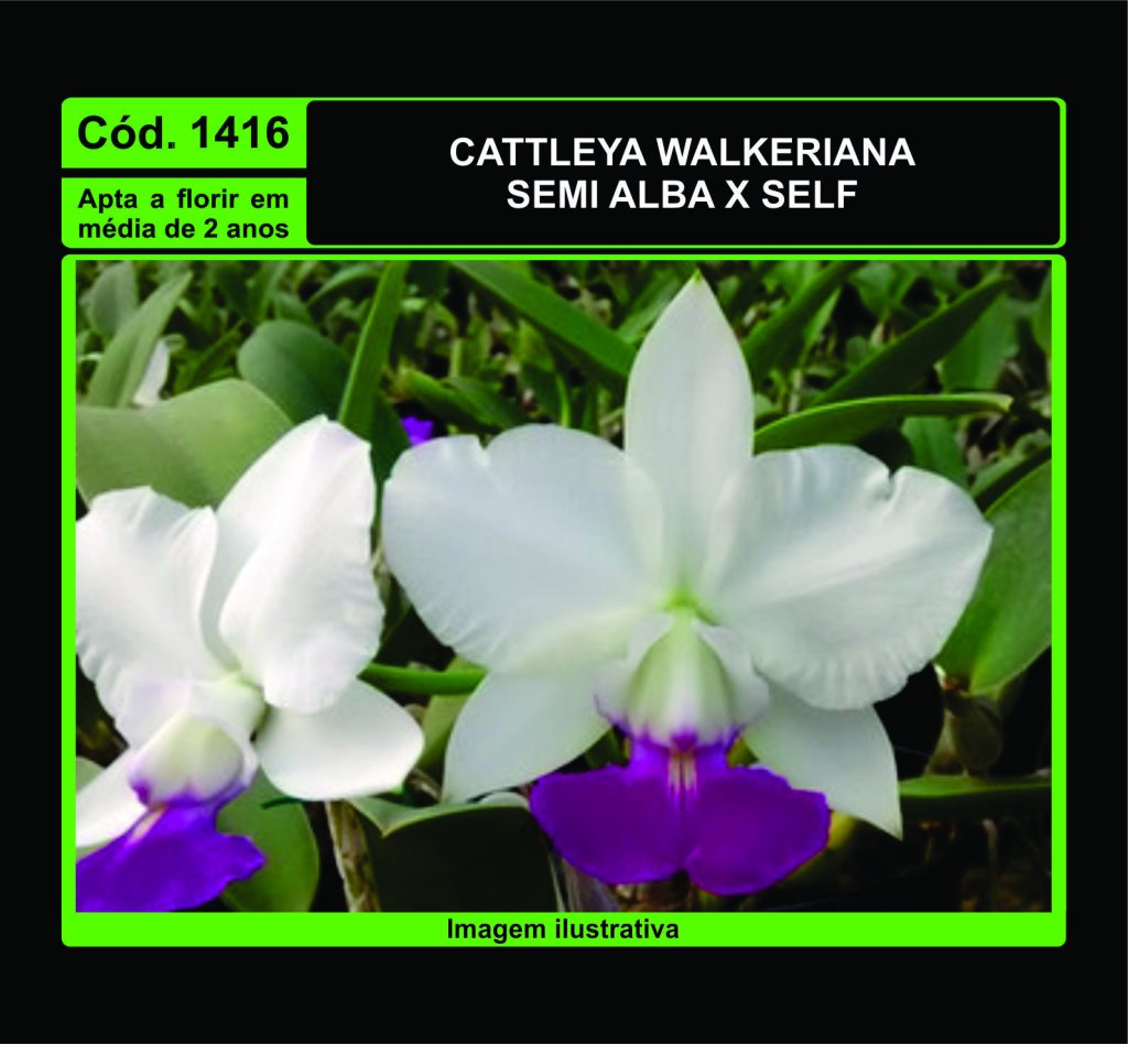 CATTLEYA WALKERIANA SEMI ALBA X SELF MUDA 1416