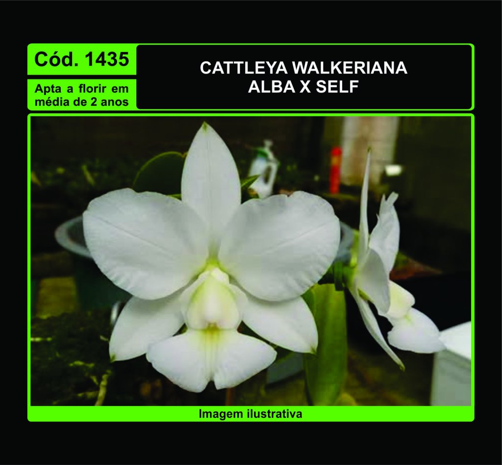 CATTLEYA WALKERIANA ALBA X SELF MUDA 1435
