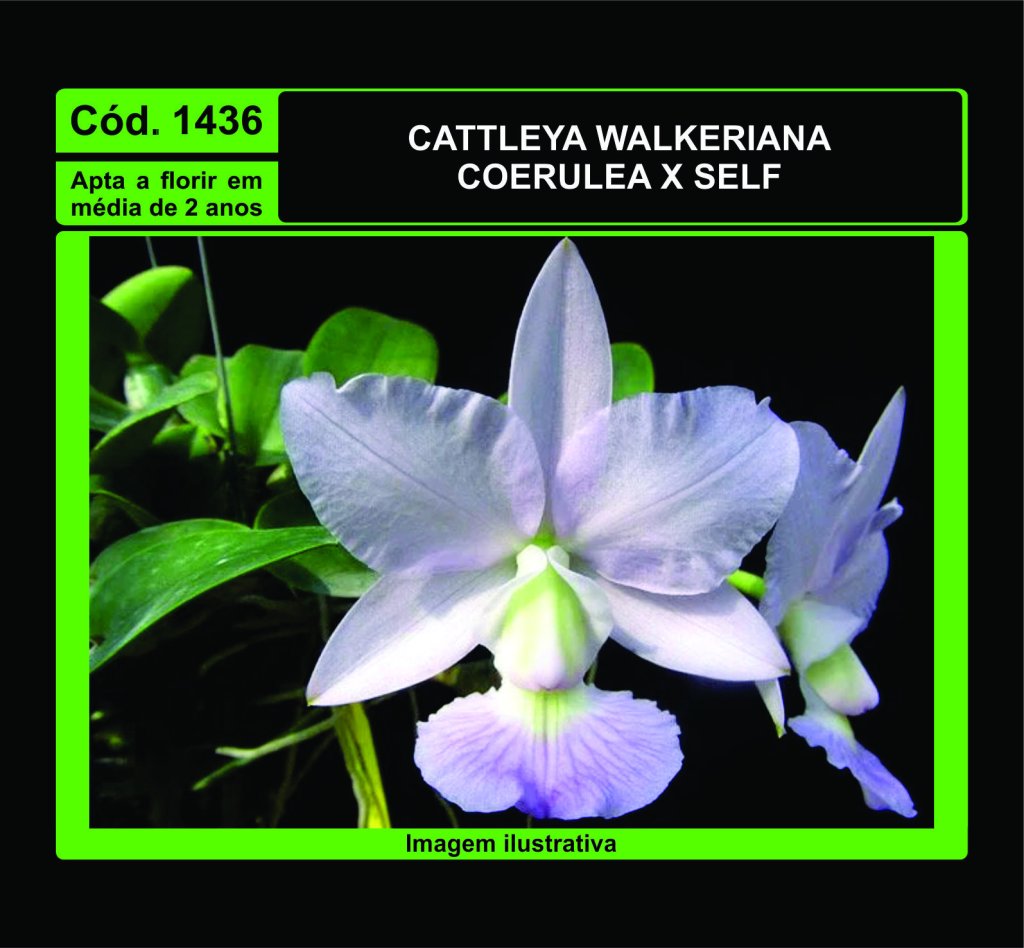 CATTLEYA WALKERIANA COERULEA X SELF MUDA 1436